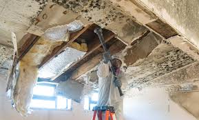 Why You Should Choose Our Mold Remediation Services in Riverview, SC